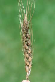 This wheat is already showing a black mold which is prophesied to become thicker, and worldwide.