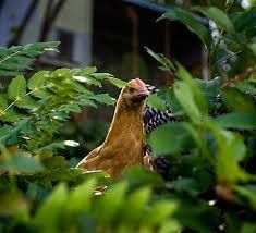Looks like this one found her way out of the chicken yard!

If you want to have some lawn, then do not let chickens run loose in your yard.  They will peck away at your grass until there is none left!