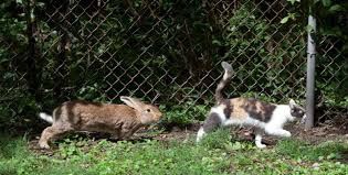 Rabbits can be a lot of work, so begin with four.  

Get one young buck, one mature doe (just under 2 years old) who has already had babies, and two young does.

Keep the buck in a separate cage and only put him with the females when it is time to mate them.

His cage can be next to the does so that he is happy.