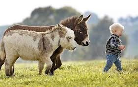 Reasons to choose miniature animals:

-Minis need less land.

-Feed and housing costs are much less.

-They are easier and safer to handle (hoof-trimming, shearing, milking).

-Minis are profitable!  There is a growing market for the small animals you breed, if your heart can bear to part with them!