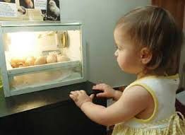 Much can be learned now, at home, such as watching chicks hatch.

Hatching from an egg is a delicate process, and it is important not to try to 