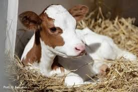 After the 3 Days of Darkness, it will be up to the survivors to rescue farm animals so that they do not die of starvation.