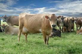 There are certain facts about dairy cows we need to know:

- To begin producing milk and to keep producing milk, an animal must periodically give birth. 

-Some animals will continue to give milk  from 2 to 3 years after they have given birth.

-Dairy animals must be milked EVERY day at the SAME TIME(S) every day, in the same place, preferably by the same milker; animals never take long weekends or sleep in.
