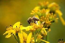 Bees pollinate plants, which means they help plants to grow flowers.  Fruits and certain vegetables grow out of these flowers.  So flower production is NECESSARY in order to obtain food!  Plus, bees make honey and wax.  They're pretty busy little guys!

Plan on having a hive or two (depending on the size of your property).  You will have a bountiful crop of fruits and vegetables!