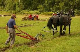 This book has gems of practical advice on every aspect of homesteading, even how to plough.