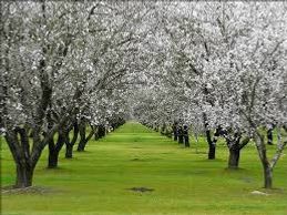 You need at least 6 apple trees, planted in two rows of 3, for cross pollination to occur.  Save seeds now for after the 3 Days of Darkness!