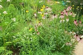 Your seeds for spring should also include flowers that feed pollinators such as bees and butterflies.  Some summer vegetables cannot grow without the help of pollinators.
