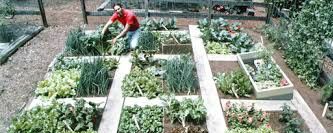These planks of wood are where you walk.  You can also stand your sprinkler on these and irrigate from the middle outwards.