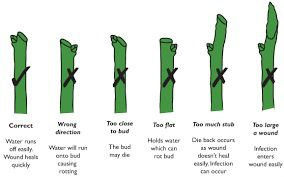 Pruning is like getting a hair cut:  it encourages new growth.  Beware of buying or having gardening books that use the word 