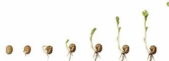 Here is the perfection of the seed.  Warmth, moisture, nutrients  and light is all a seed needs to grow.