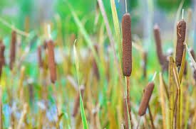 Cattails tend to grow in ditches and swampy areas.  The white fleshy inside of the stalk can be eaten raw or cooked (the best part is lower down the stalk).

Cattails have medicinal uses well worth researching.